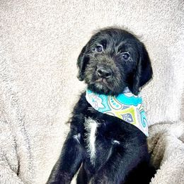 Labradoodles, Labrador Retrievers, and Poodles from L & R Kennel
