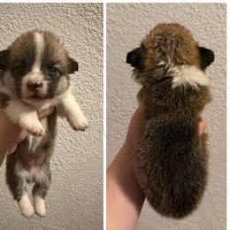 Luther - Red male Pembroke Welsh Corgi puppy in Helmville, Montana from Calie’s Corgis