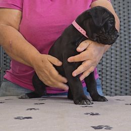 AKC and ICCF - Light Pink Collar Girl - Black female Cane Corso puppy in Gorman, Texas from McOmber Country Kennels
