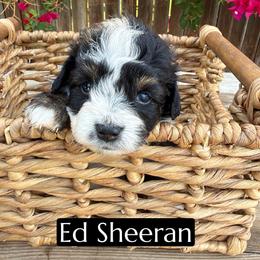 Ed Sheeran - Black and white male Aussiedoodle puppy in Bakersfield, California from Annie's Aussies