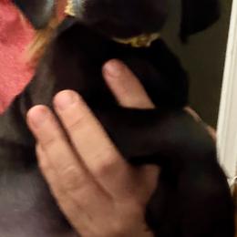 Girl 4 - Black female German Shorthaired Pointer puppy in Aitkin, Minnesota from Whispering’s GunDogs
