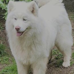 Amara - Siberian Husky