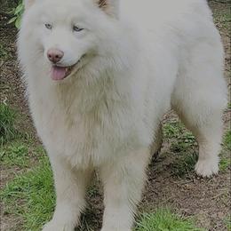 Amara - Siberian Husky