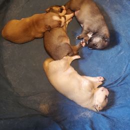 Alaskan Husky and Siberian Husky Puppies from Lakeland Huskies