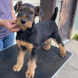 Blue - Black and tan male Airedale Terrier puppy in Castle Rock, Washington from Seaquest Airedales