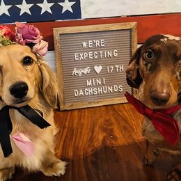 Dachshunds from Dolly's Doxies