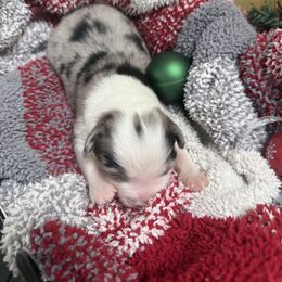 Girl 3 - female Australian Shepherd puppy in Bethlehem, Connecticut from Montanna Sage LLC
