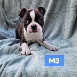 M3 - Brindle and white male Boston Terrier puppy in Newton Grove, North Carolina from Sassifras Boston Terriers