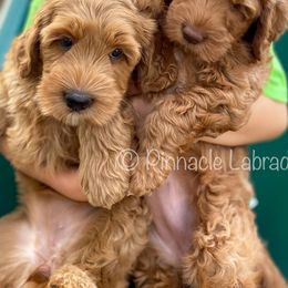 Australian Labradoodle Puppies from Pinnacle Labradoodles