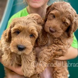 Australian Labradoodle Puppies from Pinnacle Labradoodles