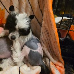 Max - Black and white male Chinese Crested puppy in Utah from Mlee puppies