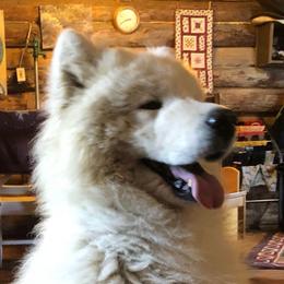 Sam - Biscuit male Samoyed puppy in Bearcreek, Montana from Morning Star Samoyeds
