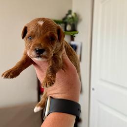 Green Male - Red  male Goldendoodle puppy in Fruita Colorado, Colorado from Oodles of Teacup Doodles
