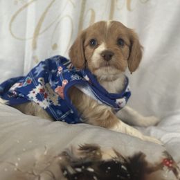 Spark - Blenheim male Cavapoo puppy in Waynesboro, Virginia from Forest Creek Kennel