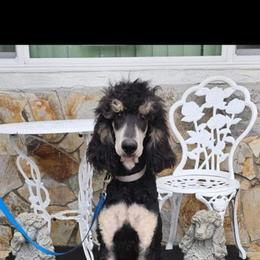 Rocco - Poodle