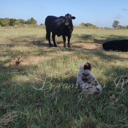 Australian Shepherd and Pembroke Welsh Corgi Puppies from Brangus Ranch