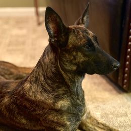 Stellar's Mercury7 AKA Deke - Gold brindle female Dutch Shepherd puppy in Lake City, Florida from Crosspointe Canines; Home of Karmic Doberman Pinschers & Stellar Dutch Shepherds