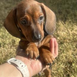 Chris P - Red male Dachshund puppy in Goodyear, Arizona from AZ Low Life Doxies