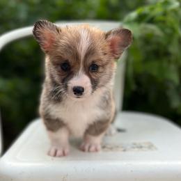 Independence - Sable female Pembroke Welsh Corgi puppy in Hope, Arkansas from Foxy Knoll Farm