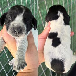 Blue roan boy 3 - Blue roan male English Cocker Spaniel puppy in Millen, Georgia from Pine Hill Kennels