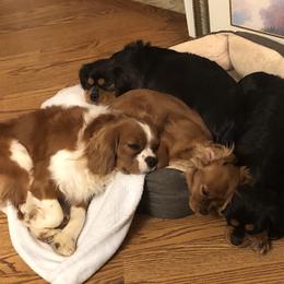 Cavalier King Charles Spaniel and Cavapoo All Grown Up from 3W Ranch