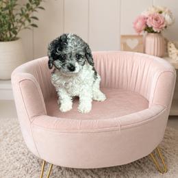 George - Tri-color male Cavapoo puppy in Thorndale, Texas from Hattie’s Texas Cavapoos