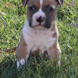Boomer - Blue fawn male American Staffordshire Terrier puppy in Guilford County, North Carolina from Explicit Kennel