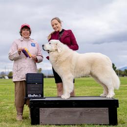 Malibu - Great Pyrenees