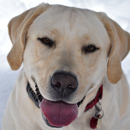 Lucy - Labrador Retriever