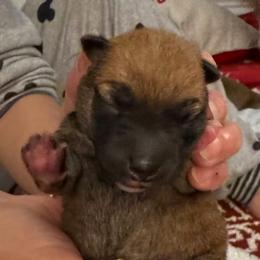 Girl 1 - Red female Shiba Inu puppy in Rohnert Park, California from Shiba Inn