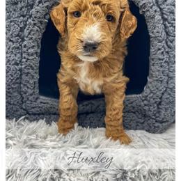 Huxley - Red  male Goldendoodle puppy in State Road, North Carolina from Must Love Doodles
