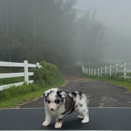 Marshmallow - Blue merle female Miniature American Shepherd puppy in Kamuela On The Big Island, Hawaii from Royal Hawaiian Aussies LLC