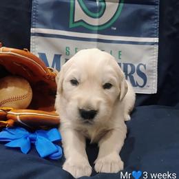 Blue collar boy - Light golden male Golden Retriever puppy in Rochester, Washington from Grand Mound Goldens