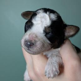 Mei - Parti female Poodle puppy in Salem Township, Maine from Moirae Poodles