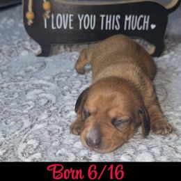 Dachshund Puppies from Dachshund of M-A