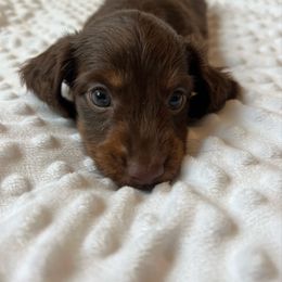 Rip - Chocolate and tan male Dachshund puppy in Shelley, Idaho from Journey’s End Dachshunds