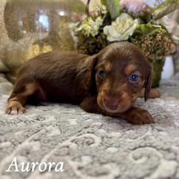 Aurora - Chocolate and tan female Dachshund puppy in Aiken, South Carolina from State Eight Dachshunds