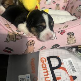 Buddy - White and black male Pembroke Welsh Corgi puppy in New Waverly, Texas from Corgie & Cream Paradise