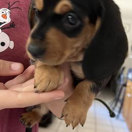 Dachshund Puppies from Shotzie Doxie Co.