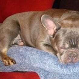 French Bulldogs from mazedawgs