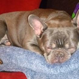 French Bulldogs from mazedawgs