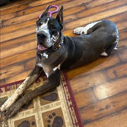 Cohen - Great Dane