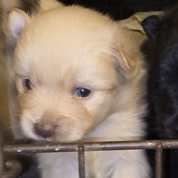 Creamer - Cream parti male Pomeranian puppy in Mays Landing, New Jersey from KB Pom Pups