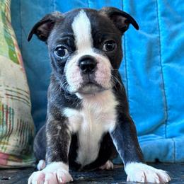 Felix - Black brindle and white male Boston Terrier puppy in Lexington, South Carolina from Velveteen Bostons