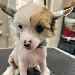Hhl boy - Sable male Chinese Crested puppy in Rockvale, Tennessee from Cosmic Chinese Cresteds & Wind-Echo Poodles