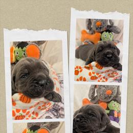 Cane Corso Puppies from Guardian Corso's