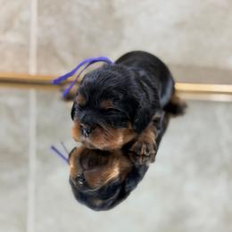 Panini - Black and tan female Cavalier King Charles Spaniel puppy in El Campo, Texas from Longhorn Cavaliers