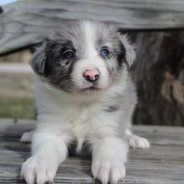 Pheonix - Blue merle male Border Collie puppy in Parsons, Kansas from Feathered Cactus Farm