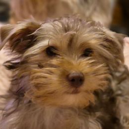 Buddy - Chocolate and tan male Yorkshire Terrier puppy in Vanderbilt, Michigan from Yorkies of Northern M.I.