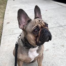 Skyler - French Bulldog